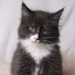 Wildfee's Norwegische Waldkatzen - Babys und Jungtiere 