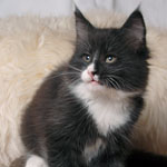 Wildfee's Norwegische Waldkatzen - Babys und Jungtiere 