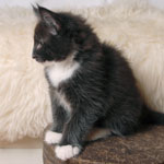 Wildfee's Norwegische Waldkatzen - Babys und Jungtiere 