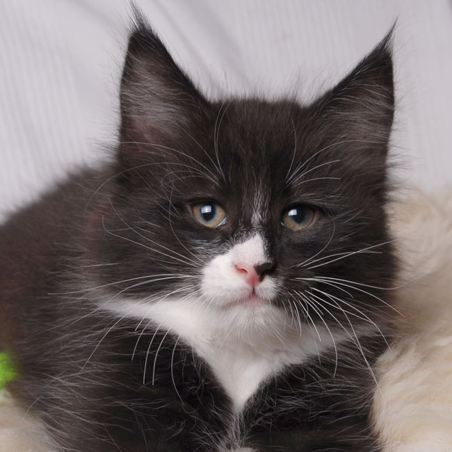 Wildfee's Norwegische Waldkatzen - Babys und Jungtiere 