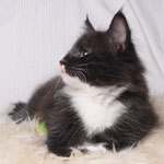 Wildfee's Norwegische Waldkatzen - Babys und Jungtiere 