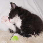 Wildfee's Norwegische Waldkatzen - Babys und Jungtiere 