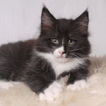 Wildfee's Norwegische Waldkatzen - Babys und Jungtiere 