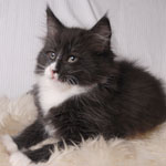 Wildfee's Norwegische Waldkatzen - Babys und Jungtiere 