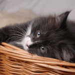 Wildfee's Norwegische Waldkatzen - Babys und Jungtiere 