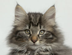 Wildfee's Norwegische Waldkatzen Wildfee's Nala Li - 11 Wochen alt