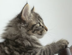 Wildfee's Norwegische Waldkatzen Wildfee's Nala Li - 11 Wochen alt