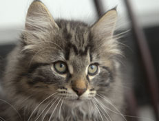 Wildfee's Norwegische Waldkatzen Wildfee's Nala Li - 11 Wochen alt