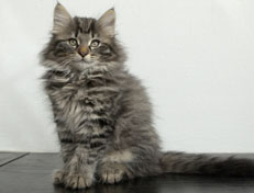 Wildfee's Norwegische Waldkatzen Wildfee's Nala Li - 11 Wochen alt