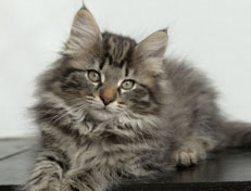 Wildfee's Norwegische Waldkatzen Wildfee's Nala Li - 11 Wochen alt