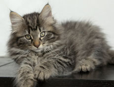 Wildfee's Norwegische Waldkatzen Wildfee's Nala Li - 11 Wochen alt