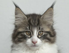 Wildfee's Norwegische Waldkatzen Wildfee's Nina Li - 11 Wochen alt