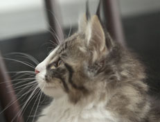 Wildfee's Norwegische Waldkatzen Wildfee's Nina Li - 11 Wochen alt