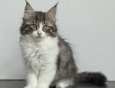 Wildfee's Norwegische Waldkatzen Wildfee's Nina Li - 11 Wochen alt