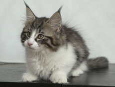 Wildfee's Norwegische Waldkatzen Wildfee's Nina Li - 11 Wochen alt