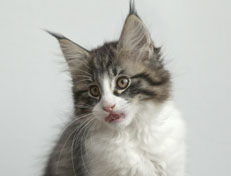 Wildfee's Norwegische Waldkatzen Wildfee's Nina Li - 11 Wochen alt