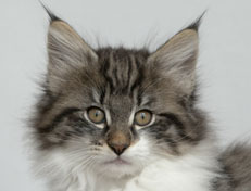 Wildfee's Norwegische Waldkatzen Wildfee's Nori Li - 11 Wochen alt