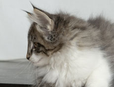 Wildfee's Norwegische Waldkatzen Wildfee's Nori Li - 11 Wochen alt