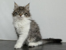 Wildfee's Norwegische Waldkatzen Wildfee's Nori Li - 11 Wochen alt