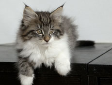 Wildfee's Norwegische Waldkatzen Wildfee's Nori Li - 11 Wochen alt