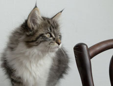 Wildfee's Norwegische Waldkatzen Wildfee's Nori Li - 11 Wochen alt