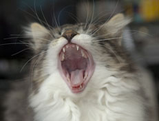 Wildfee's Norwegische Waldkatzen Wildfee's Nori Li - 11 Wochen alt