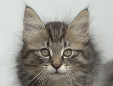 Wildfee's Norwegische Waldkatzen Wildfee's Nuriel - 11 Wochen alt