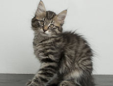 Wildfee's Norwegische Waldkatzen Wildfee's Nuriel - 11 Wochen alt