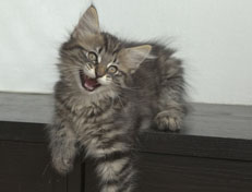 Wildfee's Norwegische Waldkatzen Wildfee's Nuriel - 11 Wochen alt