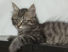 Wildfee's Norwegische Waldkatzen Wildfee's Nuriel - 11 Wochen alt