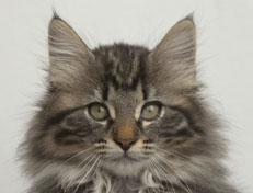 Wildfee's Norwegische Waldkatzen Wildfee's Nala Li - 12 Wochen alt