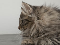 Wildfee's Norwegische Waldkatzen Wildfee's Nala Li - 12 Wochen alt