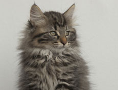 Wildfee's Norwegische Waldkatzen Wildfee's Nala Li - 12 Wochen alt