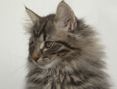 Wildfee's Norwegische Waldkatzen Wildfee's Nala Li - 12 Wochen alt