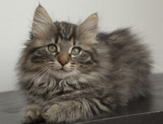 Wildfee's Norwegische Waldkatzen Wildfee's Nala Li - 12 Wochen alt