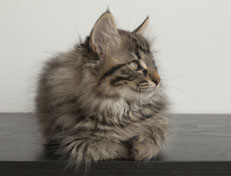 Wildfee's Norwegische Waldkatzen Wildfee's Nala Li - 12 Wochen alt