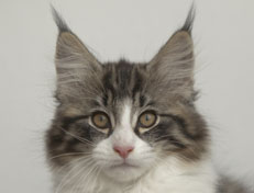 Wildfee's Norwegische Waldkatzen Wildfee's Nina Li - 12 Wochen alt