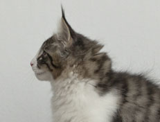 Wildfee's Norwegische Waldkatzen Wildfee's Nina Li - 12 Wochen alt