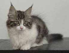 Wildfee's Norwegische Waldkatzen Wildfee's Nina Li - 12 Wochen alt