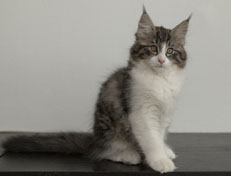 Wildfee's Norwegische Waldkatzen Wildfee's Nina Li - 12 Wochen alt