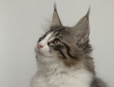 Wildfee's Norwegische Waldkatzen Wildfee's Nina Li - 12 Wochen alt