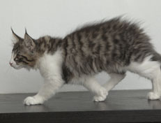 Wildfee's Norwegische Waldkatzen Wildfee's Nina Li - 12 Wochen alt