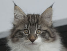 Wildfee's Norwegische Waldkatzen Wildfee's Nori Li - 12 Wochen alt