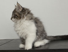 Wildfee's Norwegische Waldkatzen Wildfee's Nori Li - 12 Wochen alt