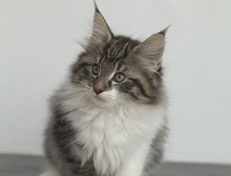 Wildfee's Norwegische Waldkatzen Wildfee's Nori Li - 12 Wochen alt