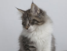 Wildfee's Norwegische Waldkatzen Wildfee's Nori Li - 12 Wochen alt