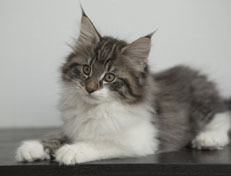 Wildfee's Norwegische Waldkatzen Wildfee's Nori Li - 12 Wochen alt