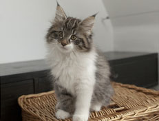 Wildfee's Norwegische Waldkatzen Wildfee's Nori Li - 12 Wochen alt