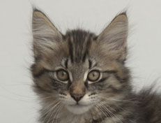 Wildfee's Norwegische Waldkatzen Wildfee's Nuriel - 12 Wochen alt