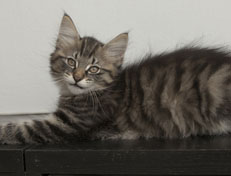 Wildfee's Norwegische Waldkatzen Wildfee's Nuriel - 12 Wochen alt